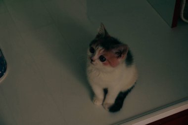 Tatlı hasta kedi veterineri bekliyor.