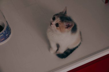 Tatlı hasta kedi veterineri bekliyor.