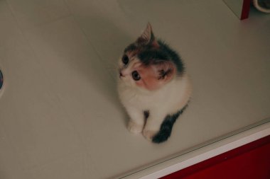 Tatlı hasta kedi veterineri bekliyor.