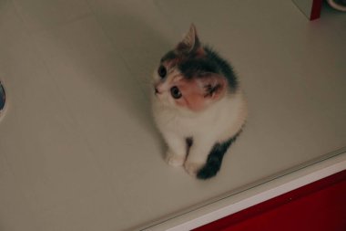 Tatlı hasta kedi veterineri bekliyor.