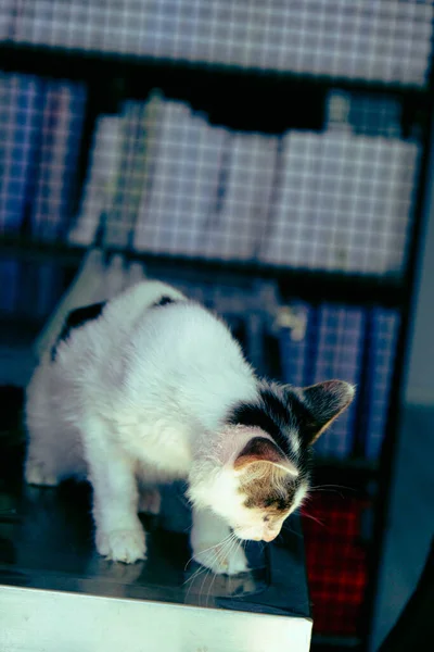Roztomilý Nemocný Kočka Čeká Veterináře — Stock fotografie