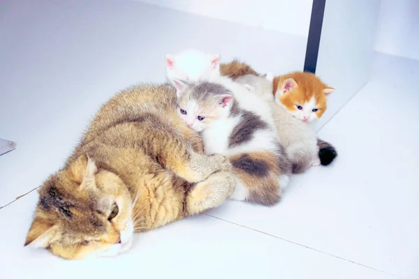 Gato Doente Bonito Espera Veterinário — Fotografia de Stock