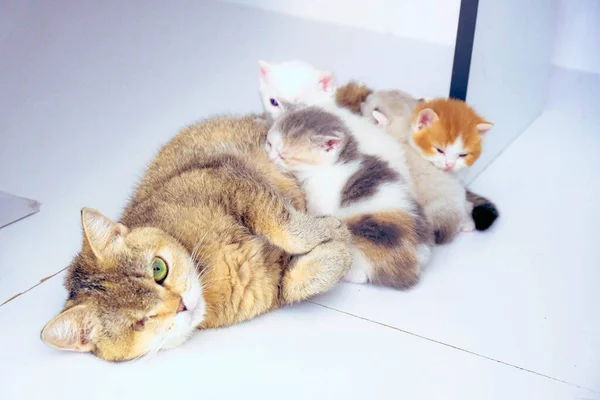 Gato Doente Bonito Espera Veterinário — Fotografia de Stock