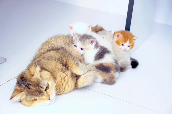 Gato Doente Bonito Espera Veterinário — Fotografia de Stock