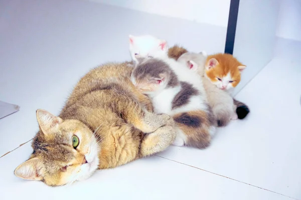 Cute Sick Cat Waiting Vet — Stock Photo, Image