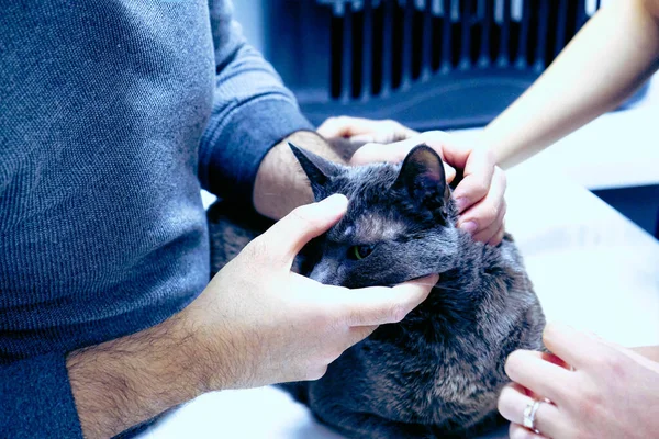 かわいい病気猫待ってますのためにザ — ストック写真