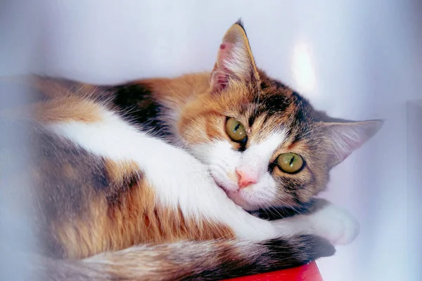 Słodkie Chory Kot Czeka Weterynarza — Zdjęcie stockowe