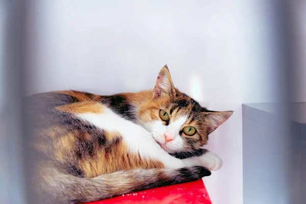 Cute Sick Cat Waiting Vet — Stock Photo, Image