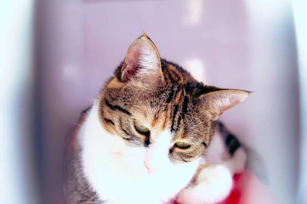 Roztomilý Nemocný Kočka Čeká Veterináře — Stock fotografie