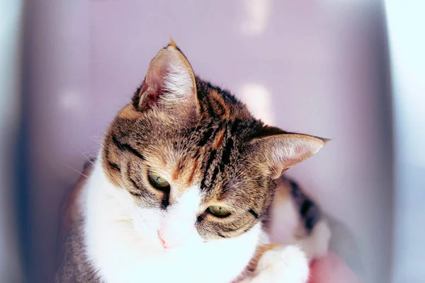 Gato Doente Bonito Espera Veterinário — Fotografia de Stock