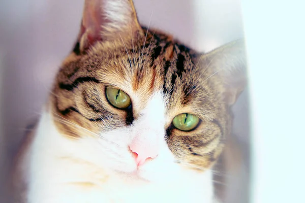 Gato Doente Bonito Espera Veterinário — Fotografia de Stock