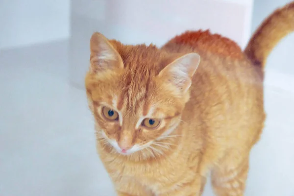 Gato Doente Bonito Espera Veterinário — Fotografia de Stock