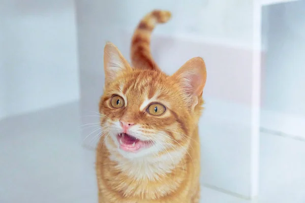 Gato Doente Bonito Espera Veterinário — Fotografia de Stock