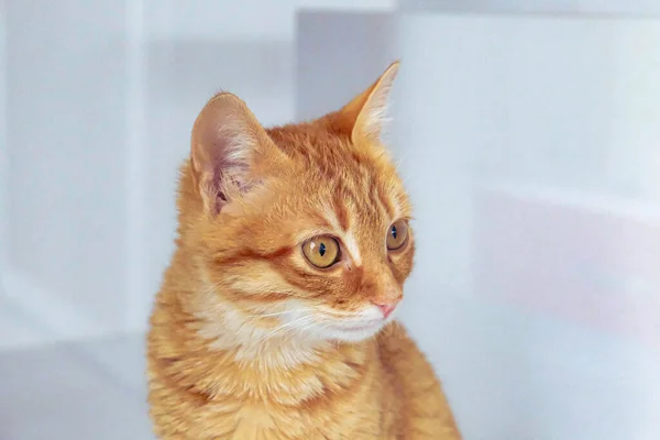 Gato Doente Bonito Espera Veterinário — Fotografia de Stock