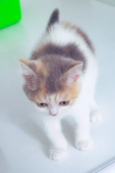 Gato Doente Bonito Espera Veterinário — Fotografia de Stock