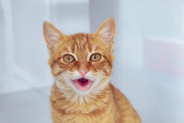 Niedliche Kranke Katze Wartet Auf Den Tierarzt — Stockfoto