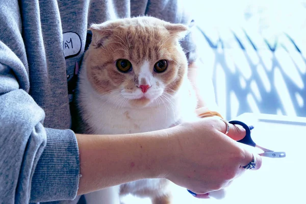 Lindo Gato Enfermo Esperando Veterinario — Foto de Stock