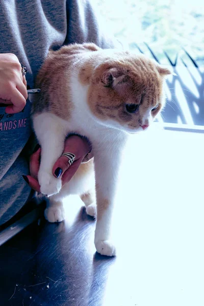 Lindo Gato Enfermo Esperando Veterinario — Foto de Stock