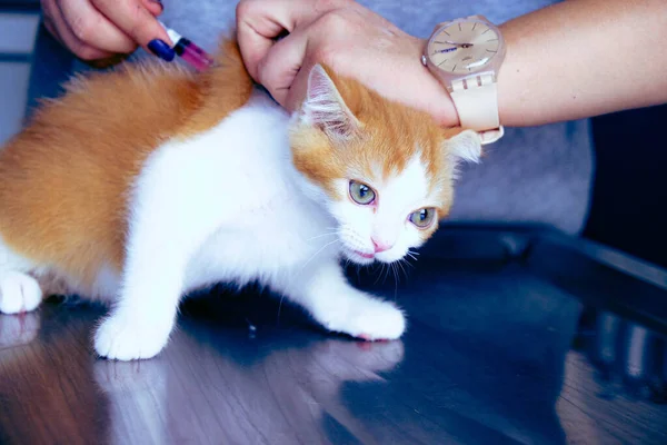 수의사를 기다리는 귀여운 고양이 — 스톡 사진