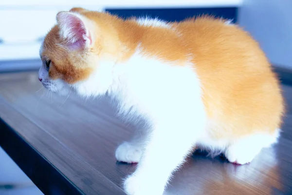 Gato Doente Bonito Espera Veterinário — Fotografia de Stock