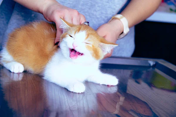 かわいい病気猫待ってますのためにザ — ストック写真