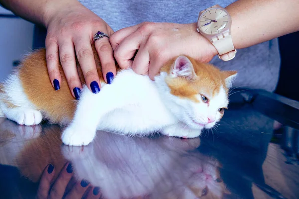 Cute Sick Cat Waiting Vet — Stock Photo, Image