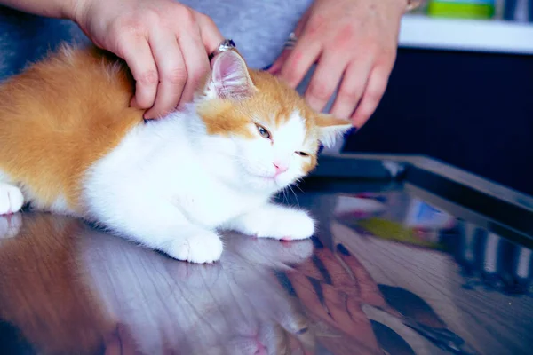 Schattig Ziek Kat Wachten Voor Dierenarts — Stockfoto