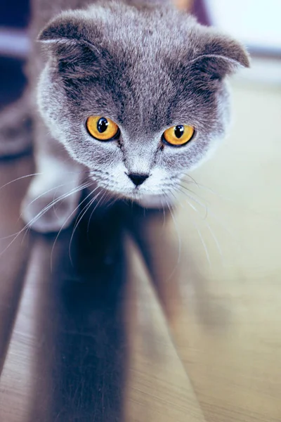 Lindo Gato Enfermo Esperando Veterinario —  Fotos de Stock