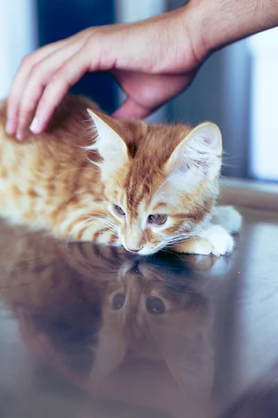 Lindo Gato Enfermo Esperando Veterinario — Foto de Stock