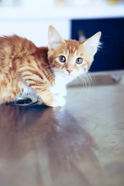 Lindo Gato Enfermo Esperando Veterinario —  Fotos de Stock