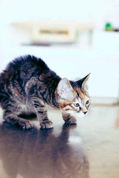 Lindo Gato Enfermo Esperando Veterinario — Foto de Stock