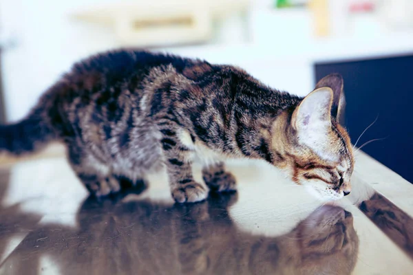 Söt Sjuk Katt Väntar Veterinären — Stockfoto