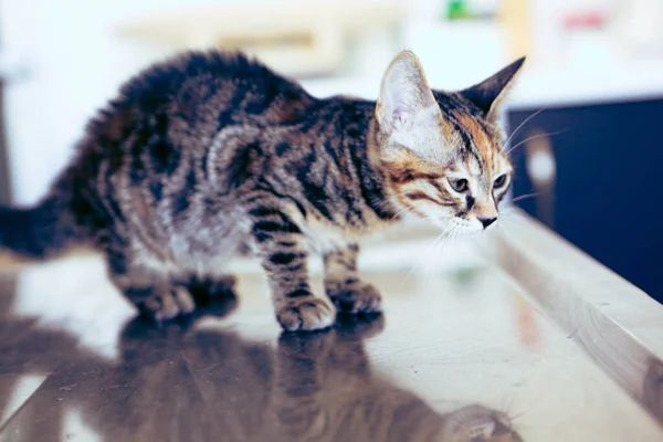 Söt Sjuk Katt Väntar Veterinären — Stockfoto