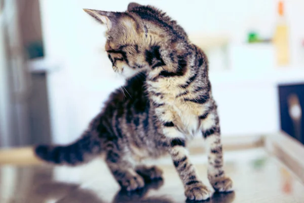 Lindo Gato Enfermo Esperando Veterinario —  Fotos de Stock