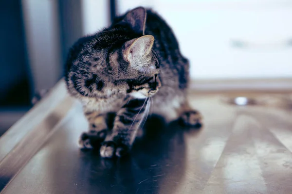 Mignon Malade Chat Attente Pour Vétérinaire — Photo