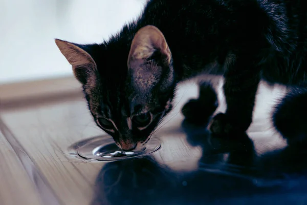 Söt Sjuk Katt Väntar Veterinären — Stockfoto