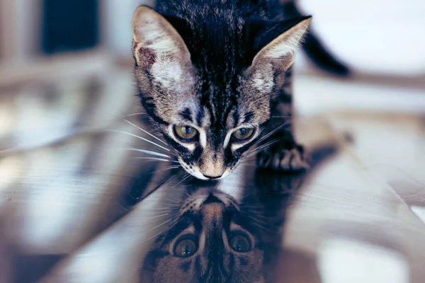 Gato Doente Bonito Espera Veterinário — Fotografia de Stock