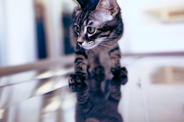 Gato Doente Bonito Espera Veterinário — Fotografia de Stock