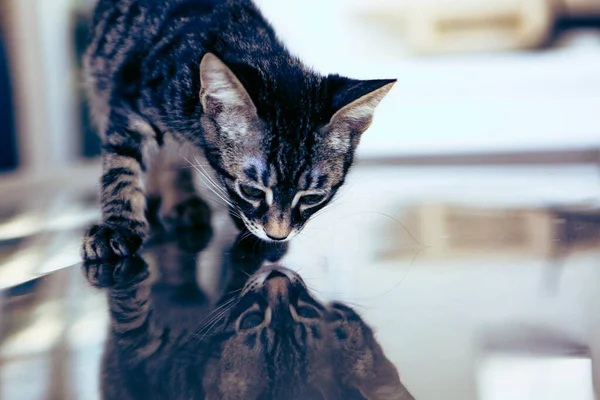 Gato Doente Bonito Espera Veterinário — Fotografia de Stock