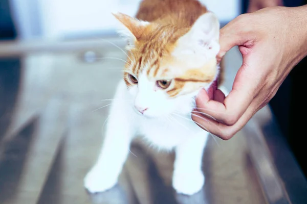 Lindo Gato Enfermo Esperando Veterinario — Foto de Stock