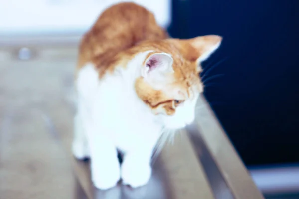 Gato Doente Bonito Espera Veterinário — Fotografia de Stock