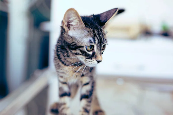 Gato Doente Bonito Espera Veterinário — Fotografia de Stock