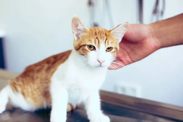 Lindo Gato Enfermo Esperando Veterinario — Foto de Stock