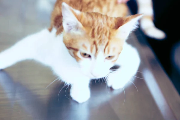 Niedliche Kranke Katze Wartet Auf Den Tierarzt — Stockfoto