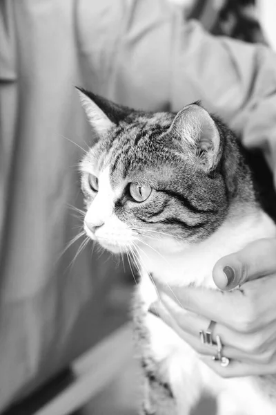 Gato Doente Bonito Espera Veterinário — Fotografia de Stock