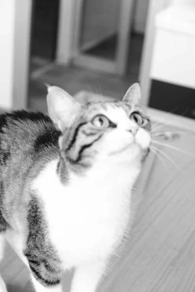 Lindo Gato Enfermo Esperando Veterinario — Foto de Stock