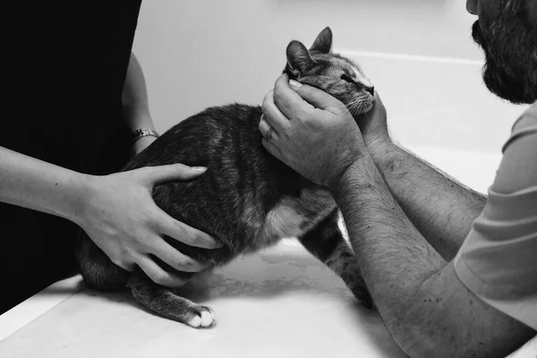 cute sick cat waiting for the vet