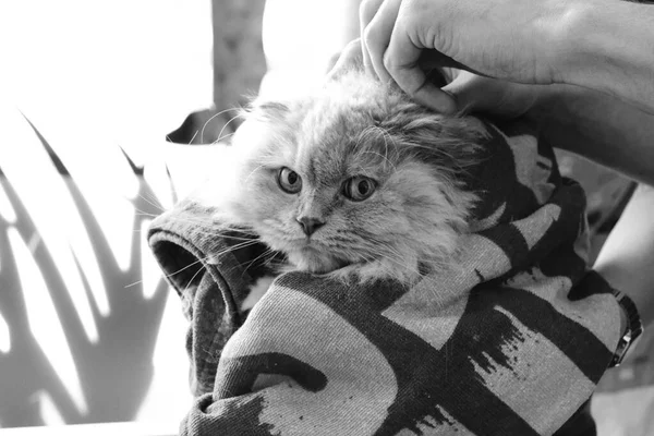 Lindo Gato Enfermo Esperando Veterinario —  Fotos de Stock