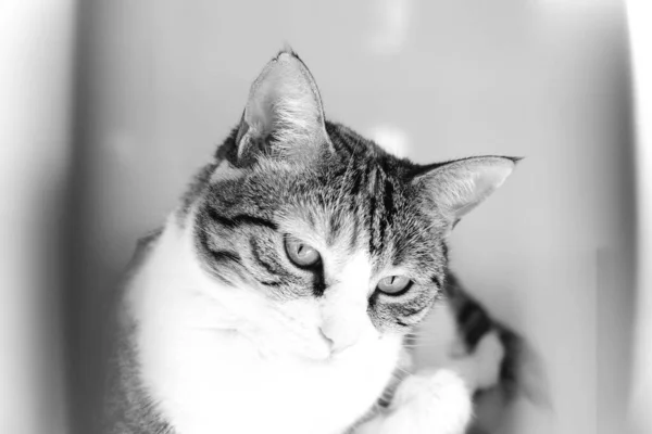 Cute Sick Cat Waiting Vet — Stock Photo, Image