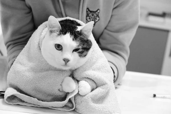 Lindo Gato Enfermo Esperando Veterinario —  Fotos de Stock